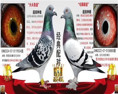 大头鲁道X毛脚最爱