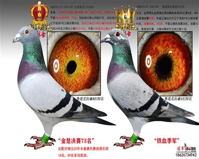 武汉金楚决赛73名X铁血季军（远亲配）