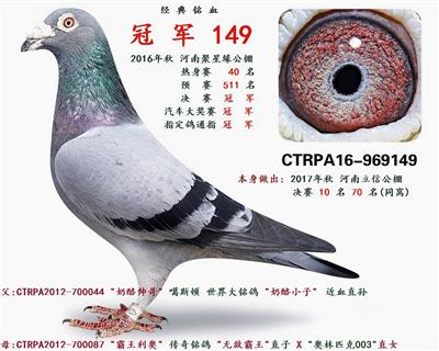 2016年河南聚星缘赛鸽俱乐部 决赛冠军