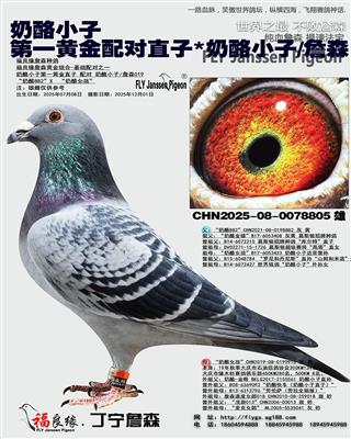 奶酪小子 第一黄金配对直子*奶酪小子/詹