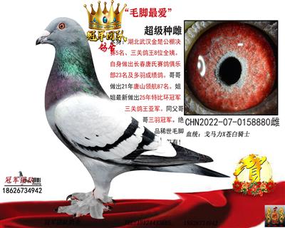 冠军团队：毛脚最爱