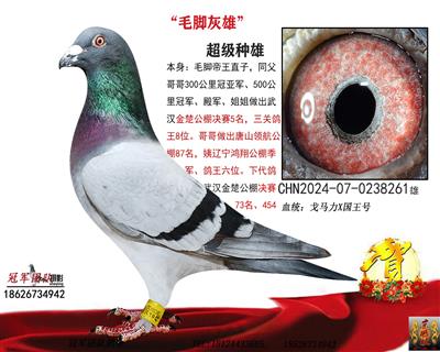 最爱毛脚:毛脚灰雄