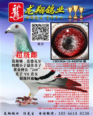 近亲奶酪小子雌出售