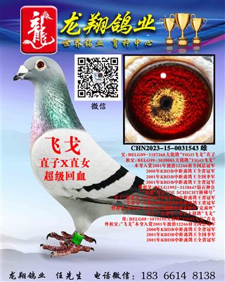 “飞戈”近亲孙女出售