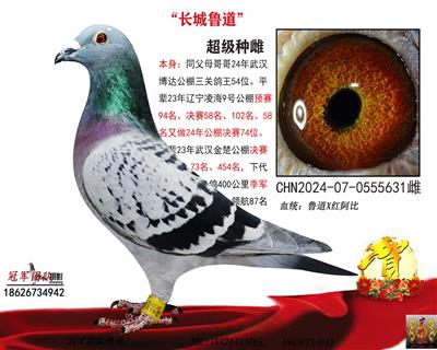 武汉博达公棚三关鸽王54位全妹