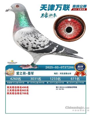 2025年天津万联公棚成绩鸽
