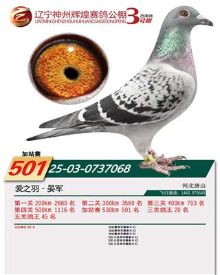 2025年神州辉煌3号棚成绩鸽