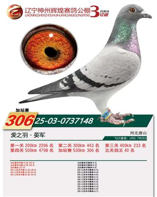 2025年神州辉煌3号棚成绩鸽