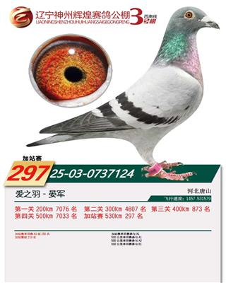 2025年神州辉煌3号棚成绩鸽