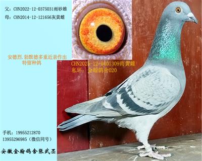勃默德多重近亲留种鸽 已售