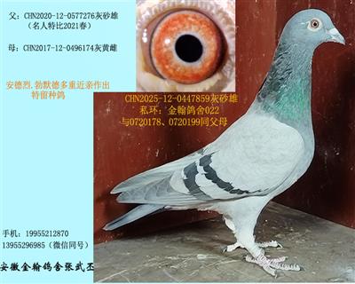 勃默德多重近亲留种鸽  已售