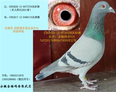 勃默德多重近亲留种鸽  已售