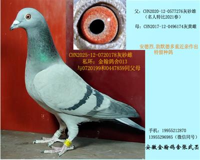 勃默德多重近亲留种鸽 已售