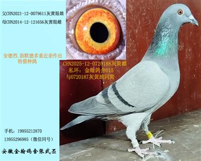 勃默德多重近亲留种鸽 已售