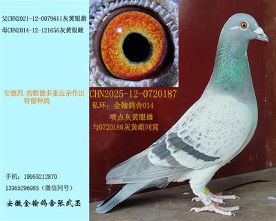 勃默德多重近亲留种鸽 已售