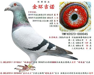 金环吉诺