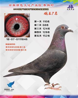 五关鸽王7位