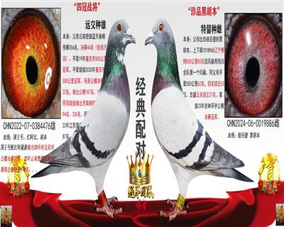 天南铜都94名舅舅X珍品黑胡本（远亲配）