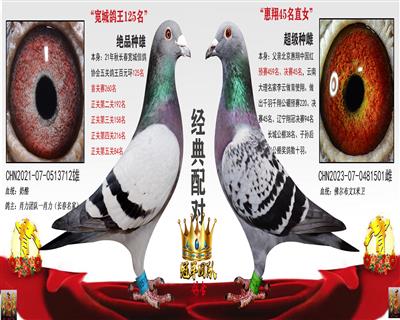 宽城鸽王125X惠翔45名最佳直女