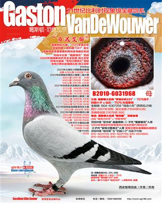 奶酪名鸽231直女