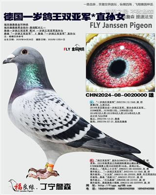 德国一岁鸽王双亚军*直孙女