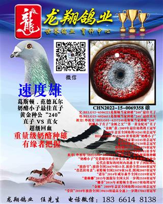 近亲奶酪小子雄出售