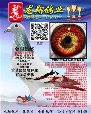 近亲奶酪小子雌出售