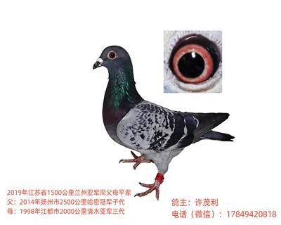 国血超远程吴淞鸽中长距离赛绩鸽子代鸽种鸽
