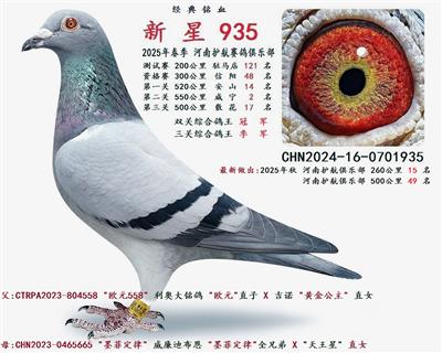 2025年春 双关综合鸽王冠军