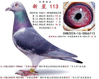 2025年春季  四关综合鸽王 11 名