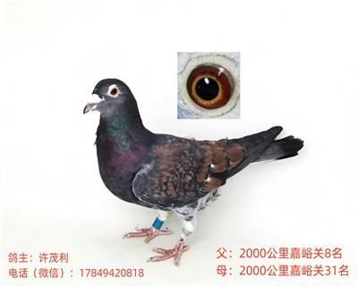 国血超远程吴淞鸽中长距离赛绩鸽子代鸽种鸽