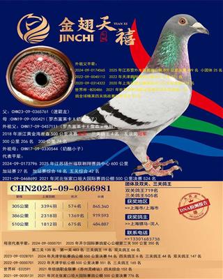 骠马6981