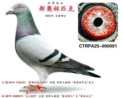 新奥林匹克91