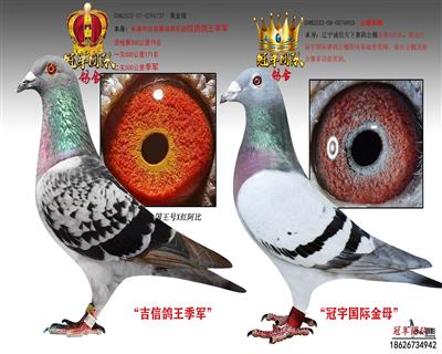 吉信鸽王季军X冠宇金母