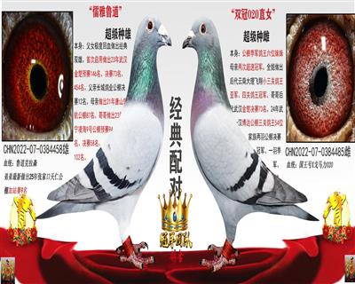 武汉金楚公棚23年决赛73名父母