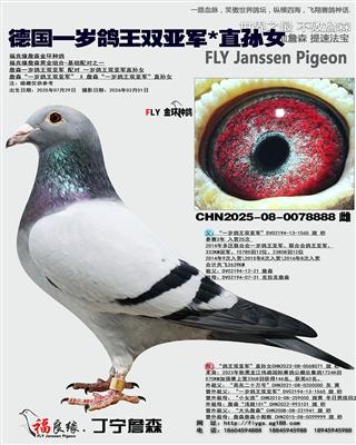 德国一岁鸽王双亚军*直孙女