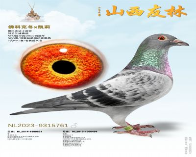 佛科克“冬”直子