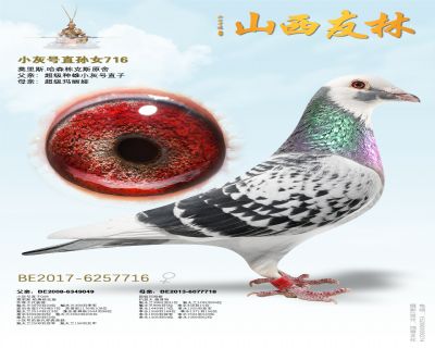 小灰号直孙女716