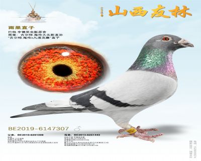 雨果直子《灰吉尔特直孙》