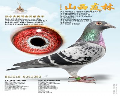 沃尔夫冈号全兄弟直子