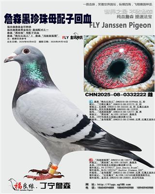 詹森黑珍珠母配子回血