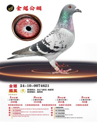 2024年山东金翅公棚82名