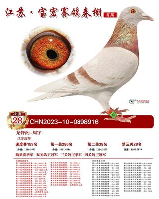 支援出去鸽直接作出宝宏鸽王冠军