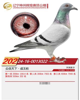 支援出去鸽直接作出辽宁神州辉煌202名