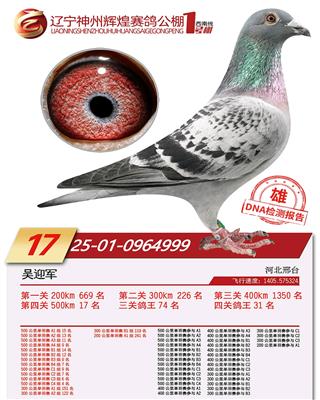 支援种鸽直接作出辽宁神州辉煌一号棚17名