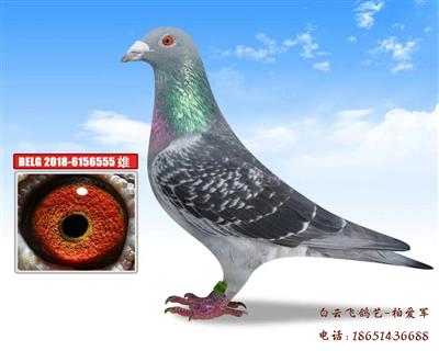 1.2万欧-开山老祖