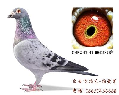 双卡普家族-开山鼻祖