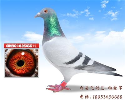 双卡普家族12号