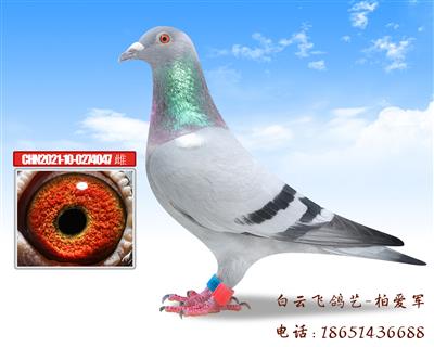 双卡普家族13号