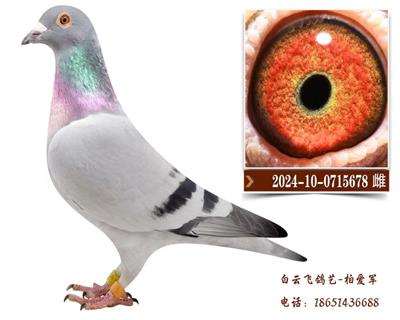 双卡普家族10号